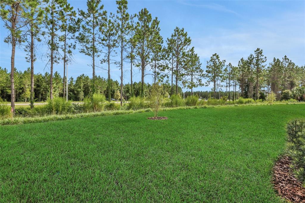 A grassy backyard features a small tree and a line of tall pine trees — 3766 HOLSTEIN WAY, GREEN COVE SPRINGS, FL