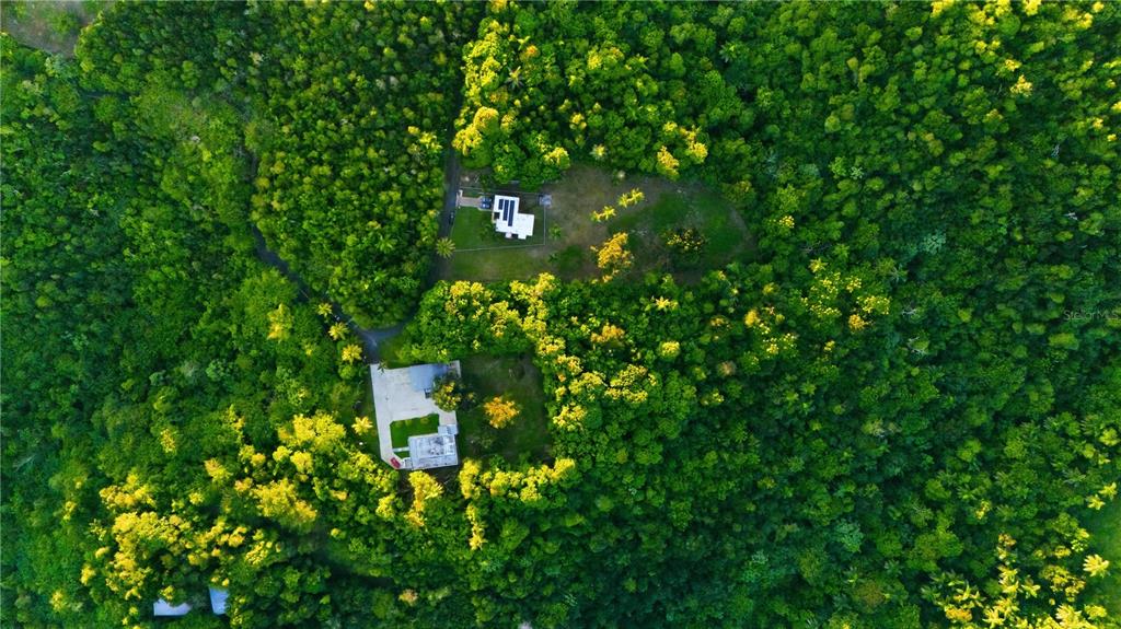 An aerial view shows two houses surrounded by dense forest and lush green vegetation — BARRIO CANDELARIA, VEGA ALTA, PR