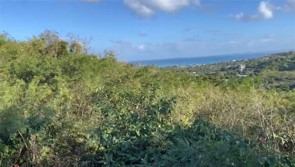 A view of a hillside covered in dense green vegetation overlooking the distant ocean — COMUNIDAD VILLA BORINQUÉN, VIEQUES, PR