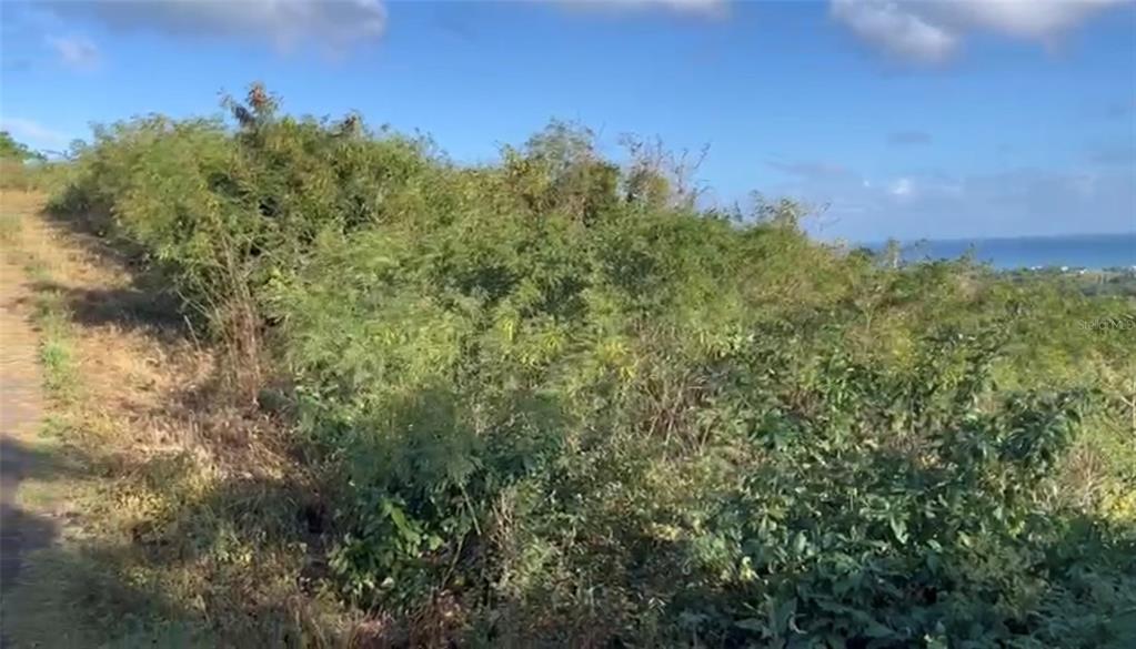 A view of a grassy, overgrown hillside sloping down toward the distant ocean — COMUNIDAD VILLA BORINQUÉN, VIEQUES, PR