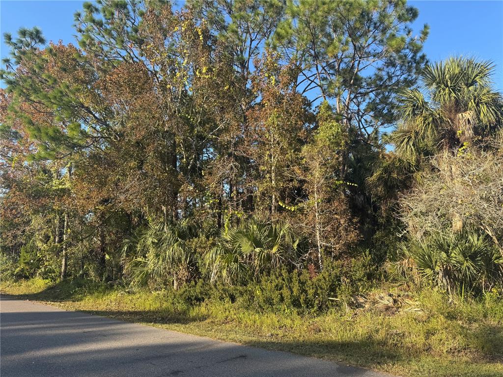 A paved road runs alongside a wooded lot filled with pine trees and palmetto bushes — 30 PONY EXPRESS DRIVE, PALM COAST, FL
