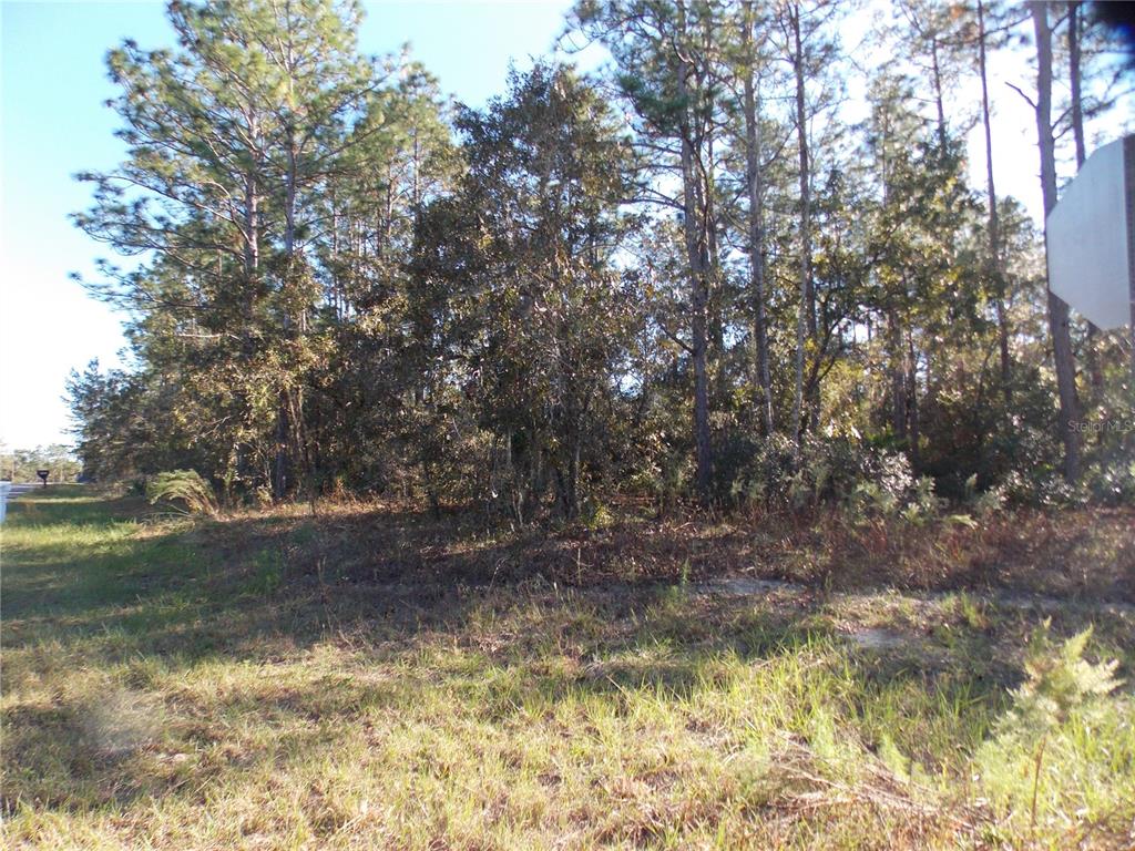 A wooded, undeveloped lot with tall pine trees and grass in the foreground — 9432 N CHERRY LAKE DRIVE, CITRUS SPRINGS, FL