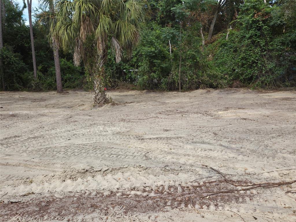 A cleared, sandy lot features a single palm tree and dense woods in the background — TBD SE 40TH STREET, MORRISTON, FL