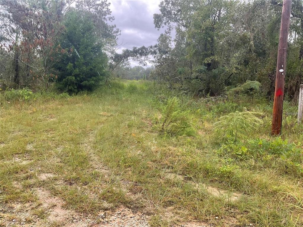 A white car is parked next to a grassy, wooded vacant lot — 0000 NE 15 LANE, WILLISTON, FL