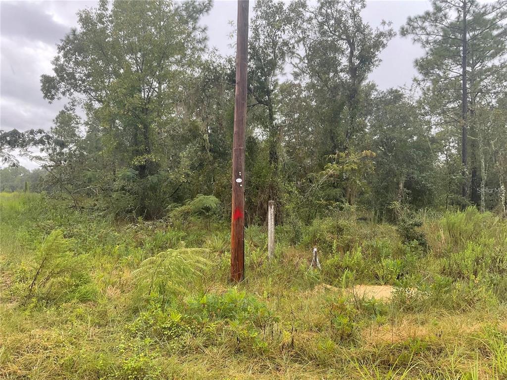 A wet, unpaved dirt road stretches through a grassy, wooded area under a cloudy sky — 0000 NE 15 LANE, WILLISTON, FL