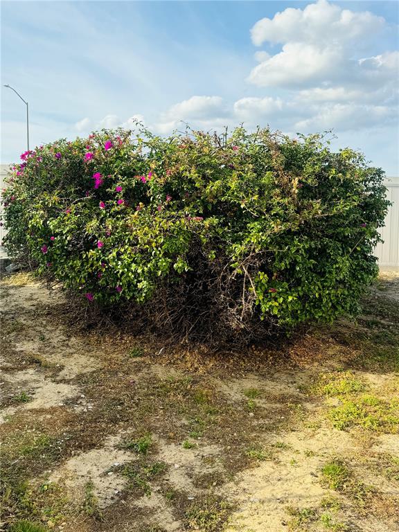 A large, rounded bougainvillea bush with pink flowers sits in a sandy, sparse yard — 917 ST GEORGE DRIVE, DAVENPORT, FL