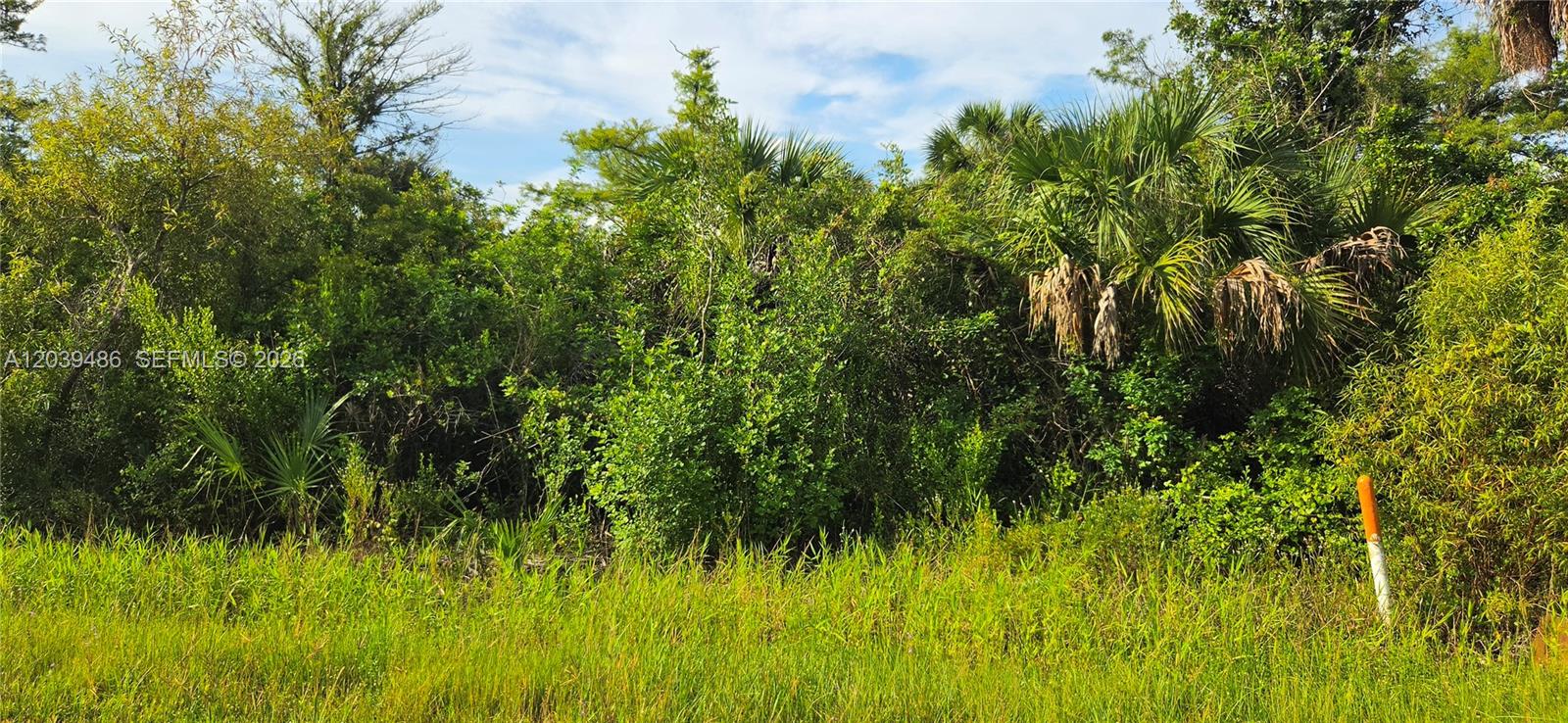 A dense, overgrown lot with tall grasses, shrubs, and palm trees under a blue sky — XXXX NE 45TH ave, Naples FL 34120, NAPLES, FL