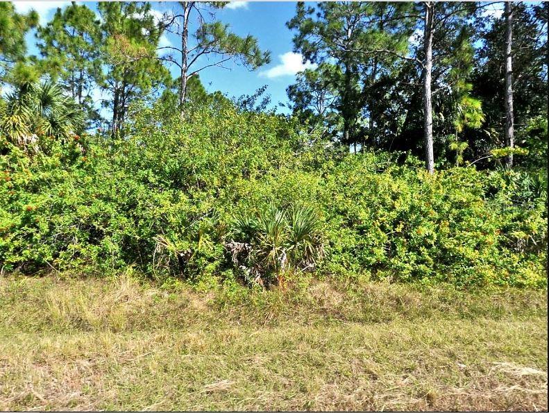 A dense thicket of green shrubs and trees stands behind a patch of dry grass — JUBILEE CIRCLE, NORTH PORT, FL