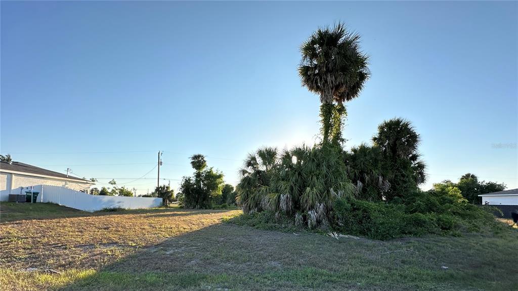 A vacant lot features a large cluster of palm trees under a clear blue sky — 2748 NE 6TH PLACE, CAPE CORAL, FL