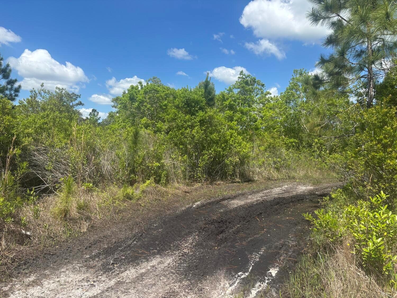 A dirt path winds through a wooded area with dense green vegetation under a blue sky — 0 Holopaw Groves Road, FL 34772, FL