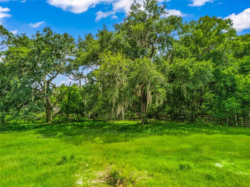 A grassy field sits in front of large, moss-draped oak trees under a blue sky — 0000 CR 738 UNASSIGNED, WEBSTER, FL