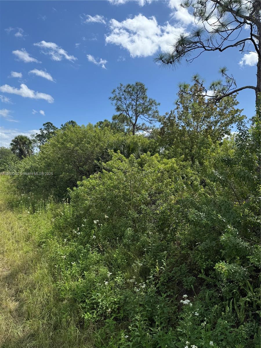 A view of a dense, overgrown lot with various trees and shrubs under a blue sky — 0000 UNASSIGNED, Indian Town FL 34956, INDIAN TOWN, FL