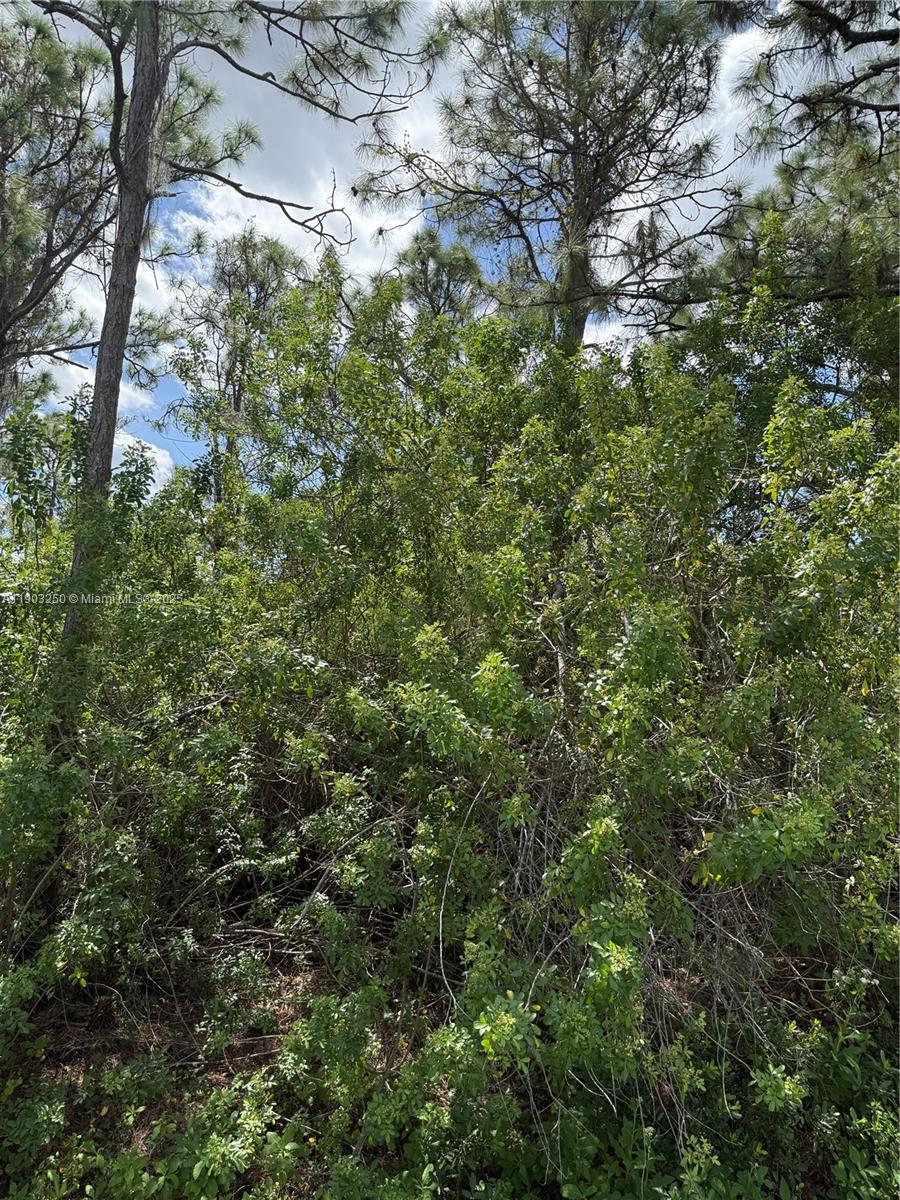 A dense thicket of green trees and shrubs under a partly cloudy sky — 0000 UNASSIGNED, Indian Town FL 34956, INDIAN TOWN, FL