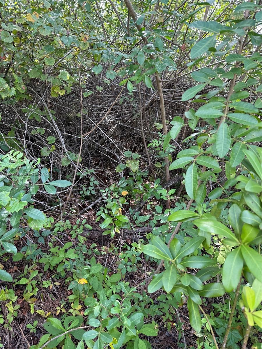 A dense, overgrown area of trees and shrubs fills the frame — 0000 UNASSIGNED, Indian Town FL 34956, INDIAN TOWN, FL