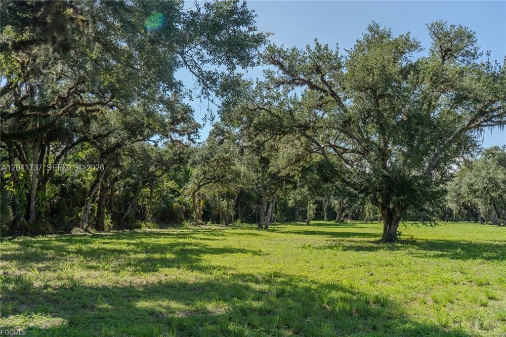 A grassy, open lot is surrounded by large, mature oak trees under a blue sky — 5247 County Road 78, La Belle FL 33935, LA BELLE, FL