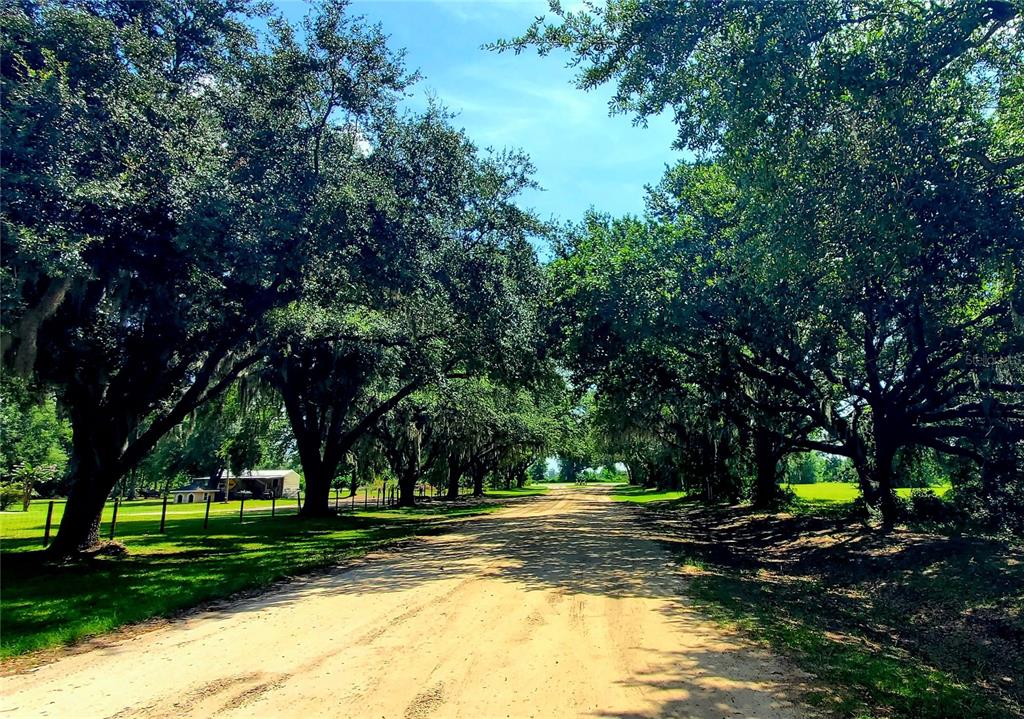 A dirt road winds through a canopy of large, moss-draped oak trees — LOT11 NW 63RD BLVD, JENNINGS, FL
