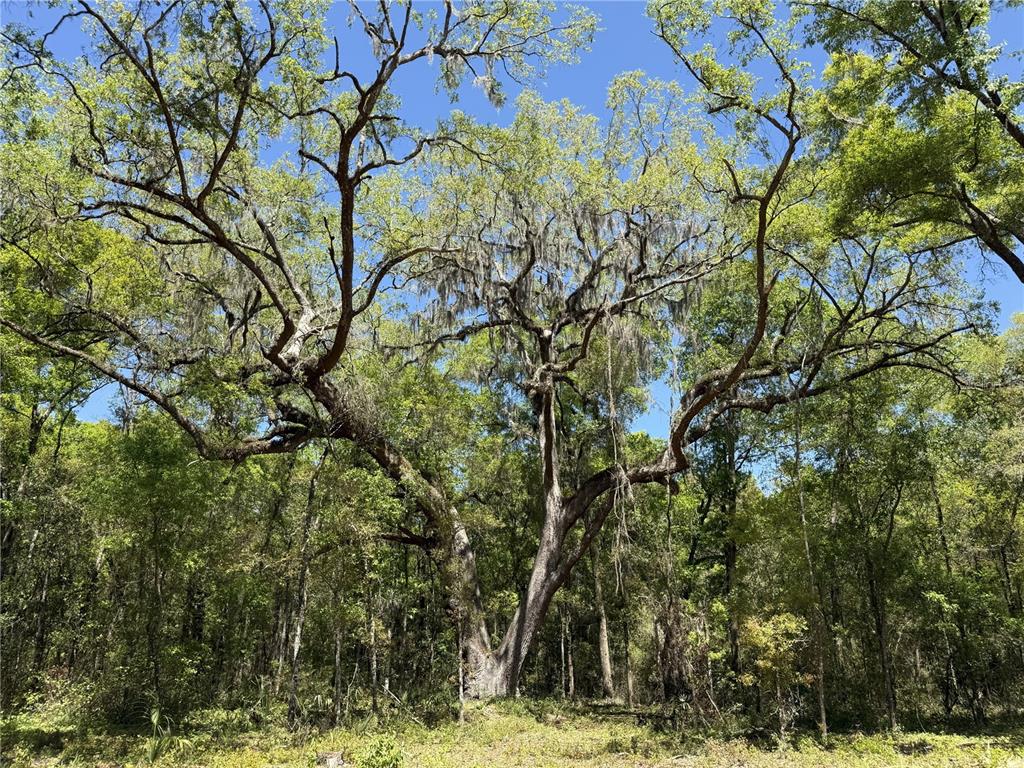 A large, mature oak tree with Spanish moss stands in a wooded area under blue skies — Irvine Acres #5 (13ac) W HWY 318, REDDICK, FL