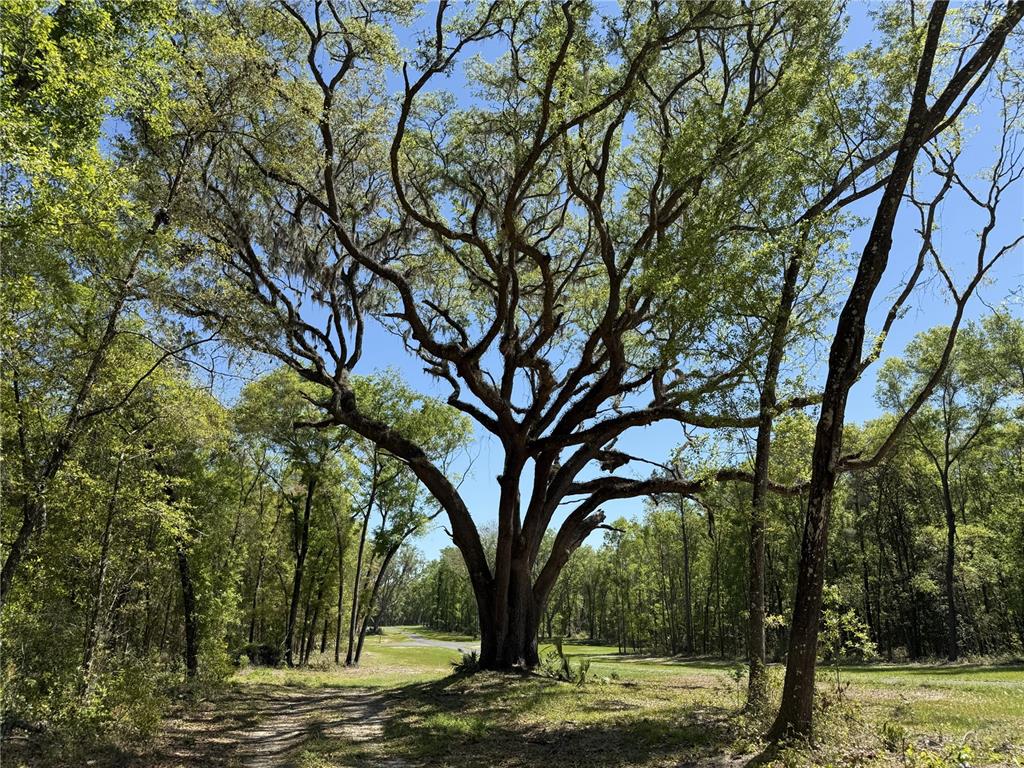 A large, mature oak tree stands in a grassy clearing surrounded by a dense forest — Irvine Acres #5 (13ac) W HWY 318, REDDICK, FL
