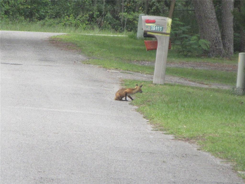 A red fox stands on the edge of a paved road near a mailbox — 16849 SE 59TH PLACE, OCKLAWAHA, FL