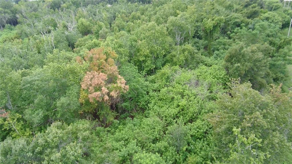 An aerial view shows a dense, wooded lot bordering a large lake — 0 ALFRED DRIVE E, LAKE ALFRED, FL
