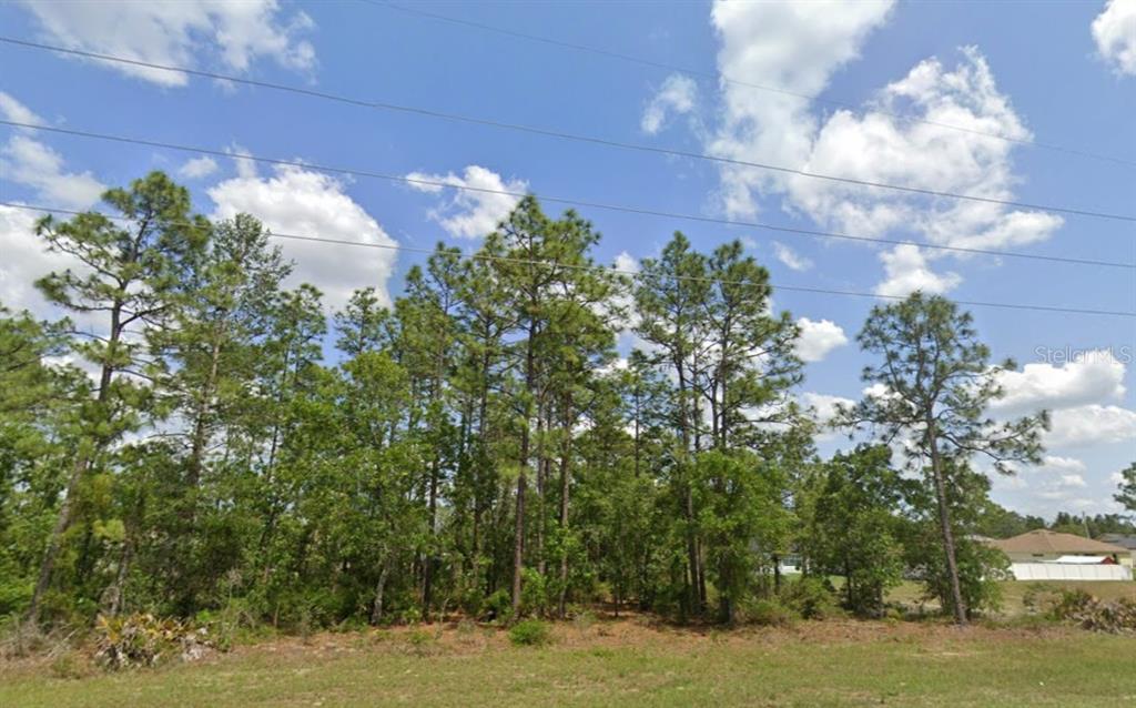 A grassy lot features a dense cluster of tall pine trees under a cloudy sky — SW 484 HIGHWAY Lot 6, OCALA, FL
