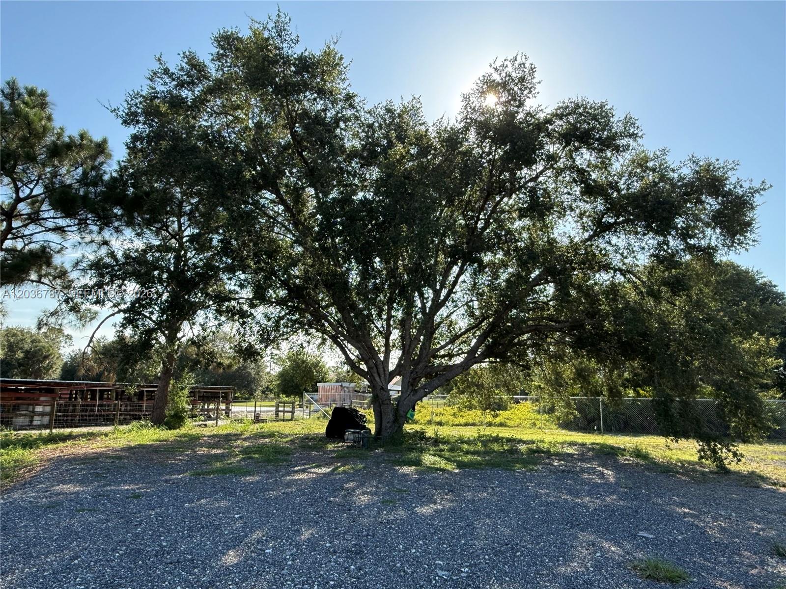 A large, mature oak tree stands in a gravel lot next to a fenced pasture — 575 S JINETE ST, Clewiston FL 33440, CLEWISTON, FL