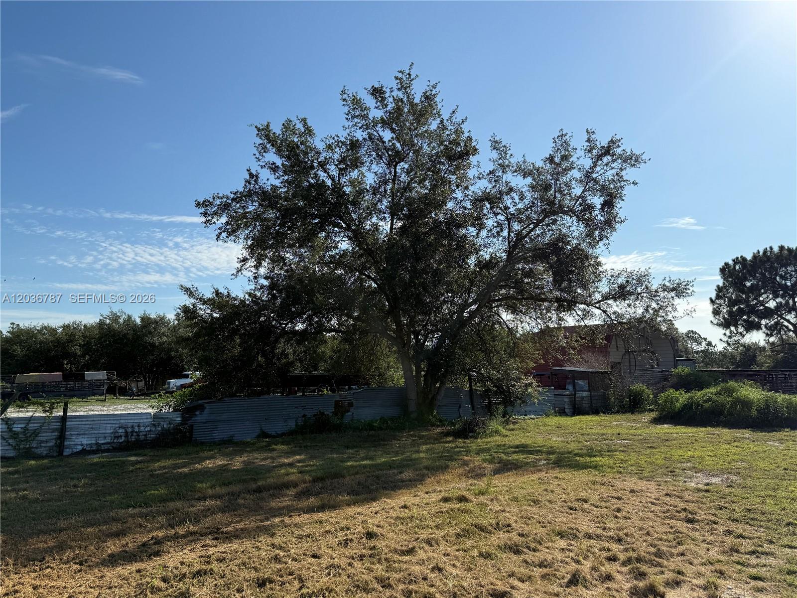 A large tree stands in a grassy field in front of a metal fence — 575 S JINETE ST, Clewiston FL 33440, CLEWISTON, FL