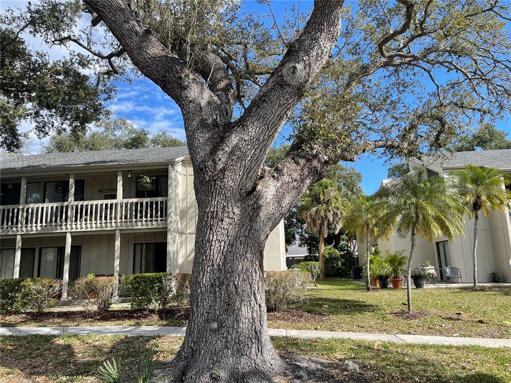A large oak tree stands in front of two-story apartment buildings with wooden balconies — 2224 BAHIA VISTA STREET UNIT E6, SARASOTA, FL