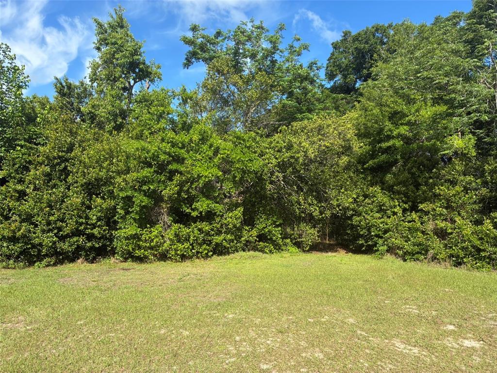 A grassy, open lot is bordered by a dense line of mature trees and foliage — 3752 N ORANGE BLOSSOM TRAIL, MOUNT DORA, FL
