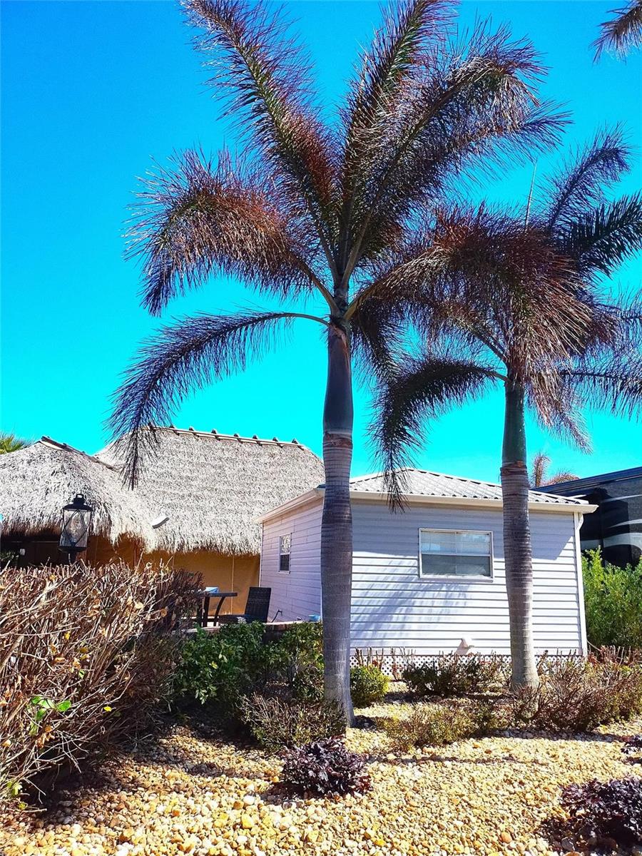 A light-colored shed with a window stands next to two palm trees and a tiki hut — Lot 209 3720 SW 7th Manor, Okeechobee FL 34974, OKEECHOBEE, FL