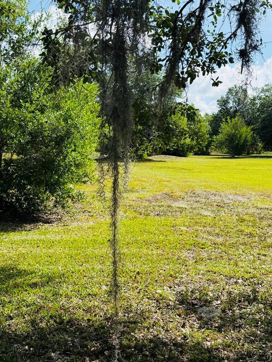 Spanish moss hangs from a tree branch overlooking a large, sunny green lawn — 19636 NW 272nd Street, Okeechobee FL 34972, OKEECHOBEE, FL