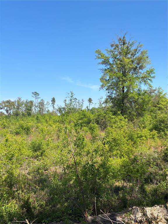 A view of a grassy, overgrown lot with scattered shrubs and several tall trees — 298TH STREET, NEWBERRY, FL