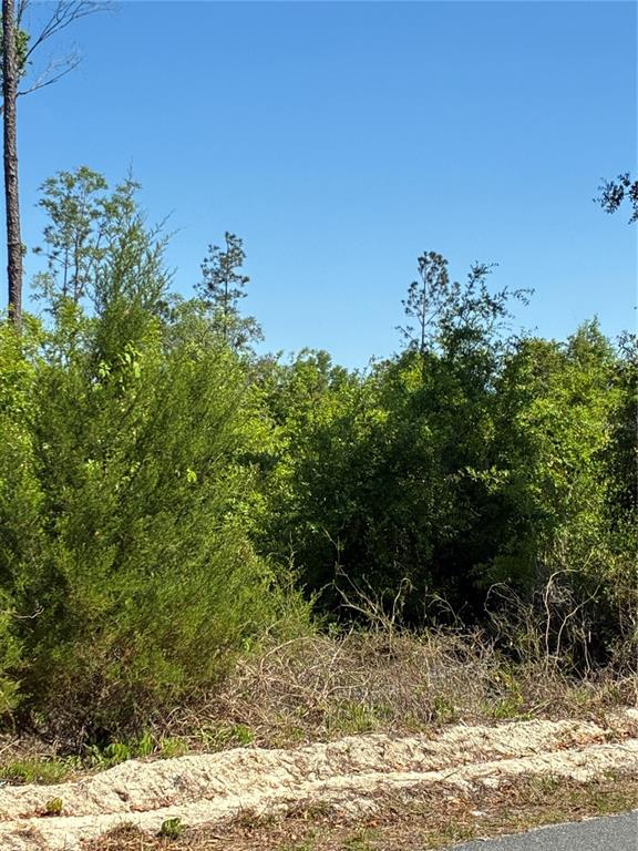 A view of a dense, wooded lot with a sandy foreground under a clear sky — 298TH STREET, NEWBERRY, FL