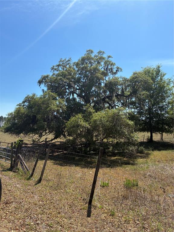 A large, mature oak tree with Spanish moss stands in a grassy, fenced-in field — 298TH STREET, NEWBERRY, FL