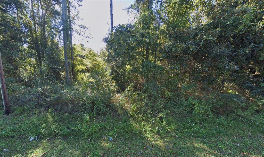 A view of a densely wooded, overgrown lot with a utility pole on the left — NE 133RD WAY, RAIFORD, FL