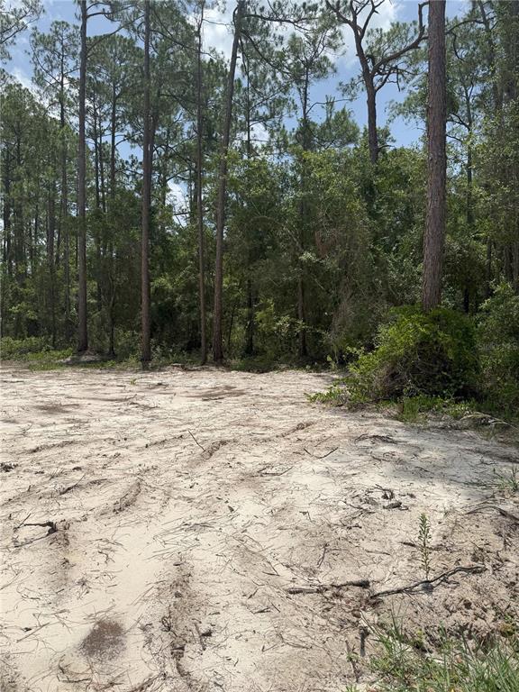 A sandy, cleared lot is bordered by a dense forest of tall pine trees — 1573 LAUREL AVENUE, BUNNELL, FL