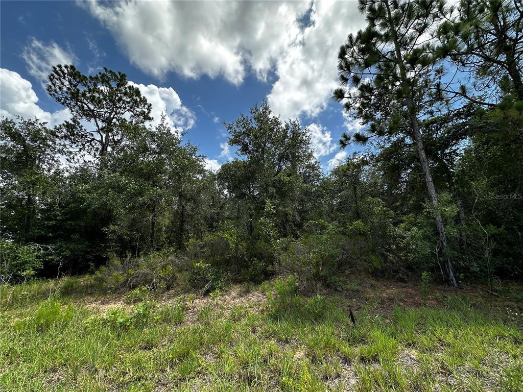 A view of a wooded, undeveloped lot with tall pine trees under a cloudy sky — 12930 NE 15TH STREET, WILLISTON, FL