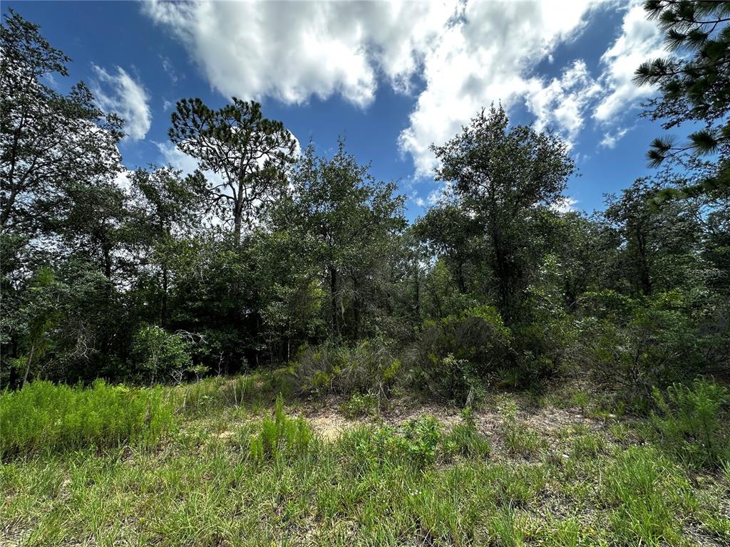 A wooded lot with tall trees and native vegetation under a blue sky — 12930 NE 15TH STREET, WILLISTON, FL