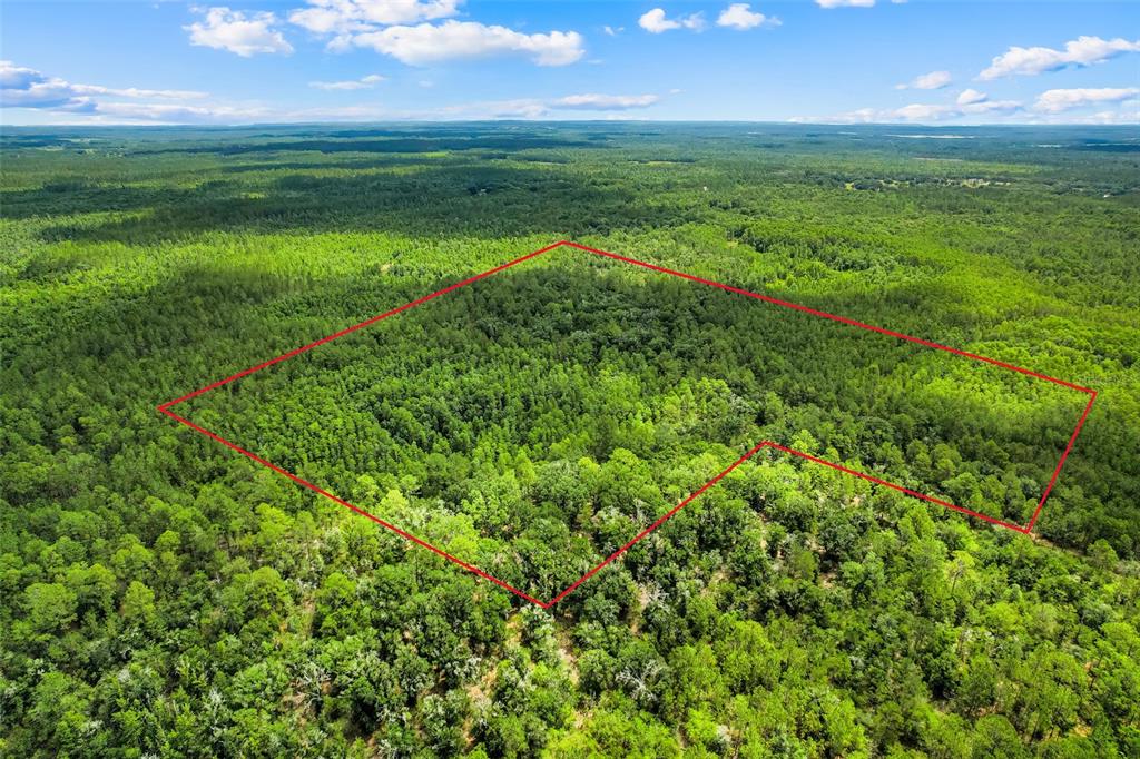 An aerial view shows a forested plot of land outlined in red — WATER ROAD, CLERMONT, FL