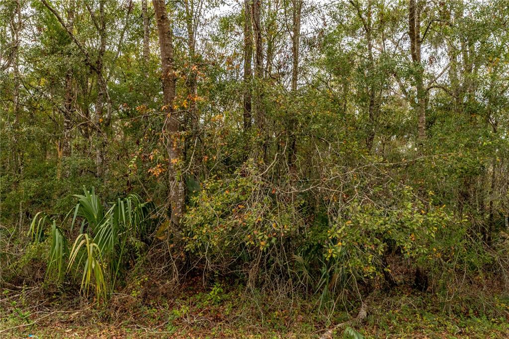 A dense, wooded area features various trees, shrubs, and palmetto plants under an overcast sky — LAKE LINDSEY TRACT 2 ROAD, BROOKSVILLE, FL