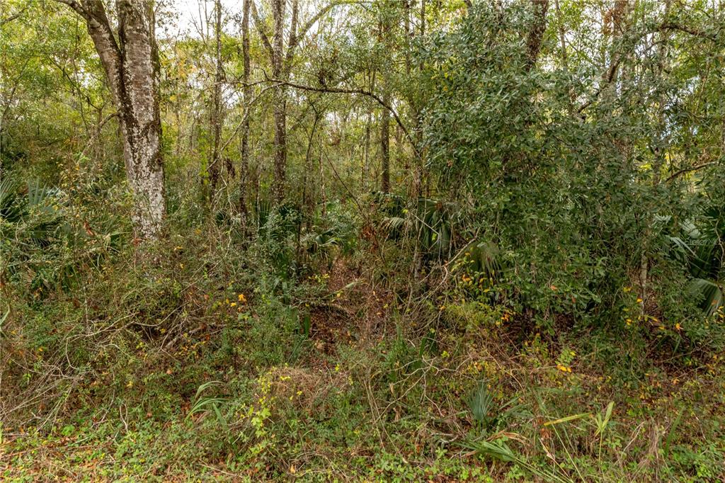 A dense, wooded area features tall trees, thick underbrush, and scattered palmetto plants — LAKE LINDSEY TRACT 2 ROAD, BROOKSVILLE, FL