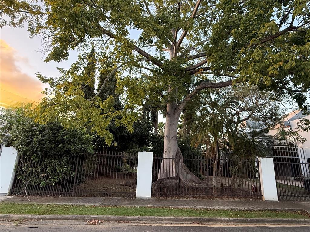 A large tree stands behind a metal fence with white pillars in front of a house — CALLE PEDROSA, GARDEN HILLS, GUAYNABO, PR