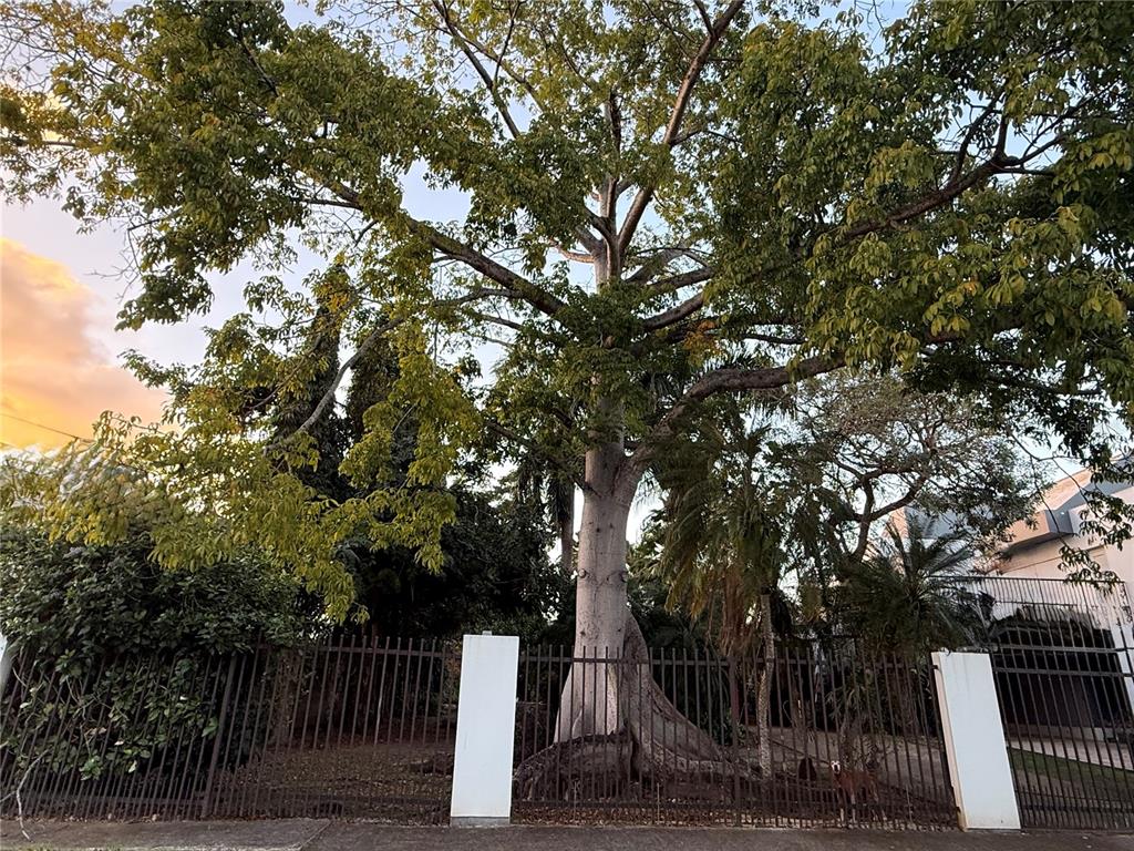 A large tree with a thick trunk stands behind a metal fence and white pillars — CALLE PEDROSA, GARDEN HILLS, GUAYNABO, PR