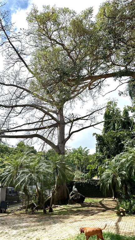 A large tree with a thick trunk stands in a yard with a dog nearby — CALLE PEDROSA, GARDEN HILLS, GUAYNABO, PR