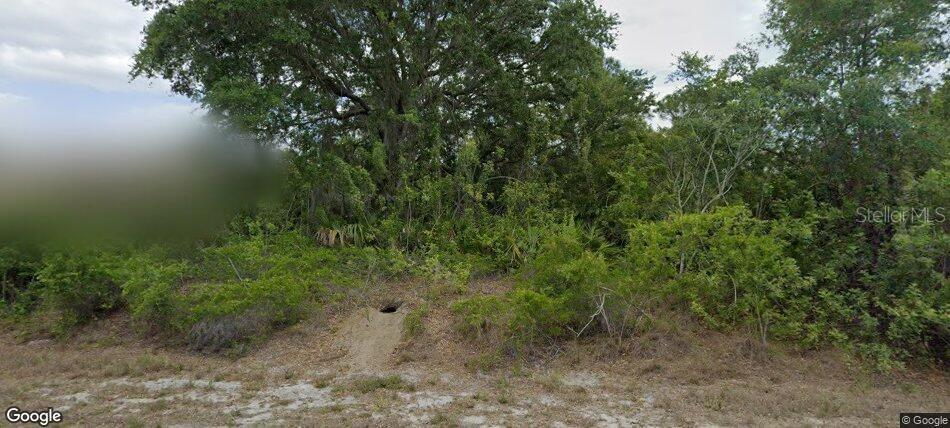 A view of a wooded, undeveloped lot with a small burrow in the sandy ground — 3316 LIBERTY STREET, PORT CHARLOTTE, FL