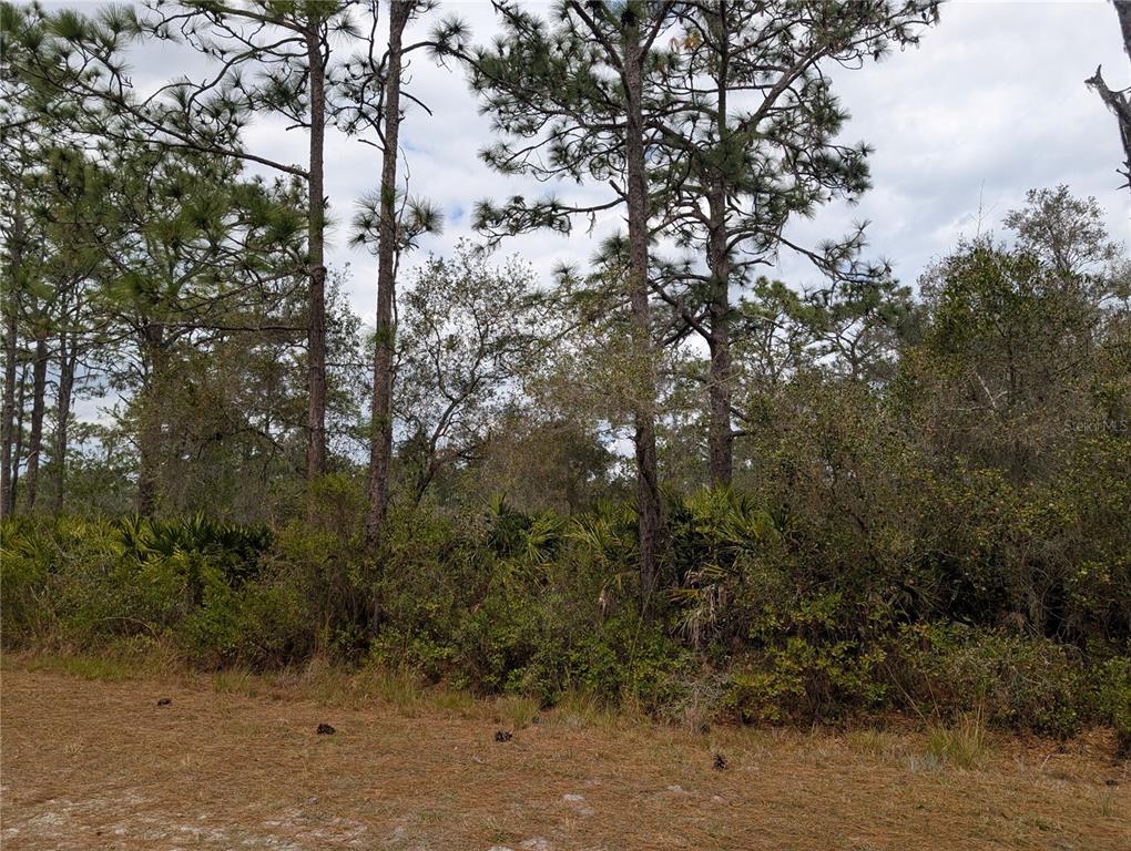 A wooded lot features tall pine trees and dense undergrowth under a cloudy sky — 416 BOUGAINVILLE DRIVE, INDIAN LAKE ESTATES, FL