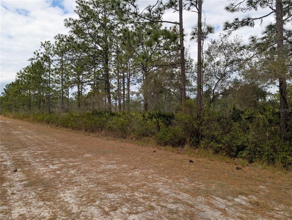 A dirt road runs alongside a wooded area with tall pine trees and dense undergrowth — 416 BOUGAINVILLE DRIVE, INDIAN LAKE ESTATES, FL