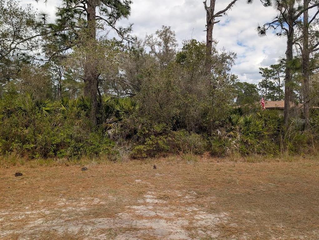 A view of a wooded, undeveloped lot with tall pine trees and dense underbrush — 416 BOUGAINVILLE DRIVE, INDIAN LAKE ESTATES, FL