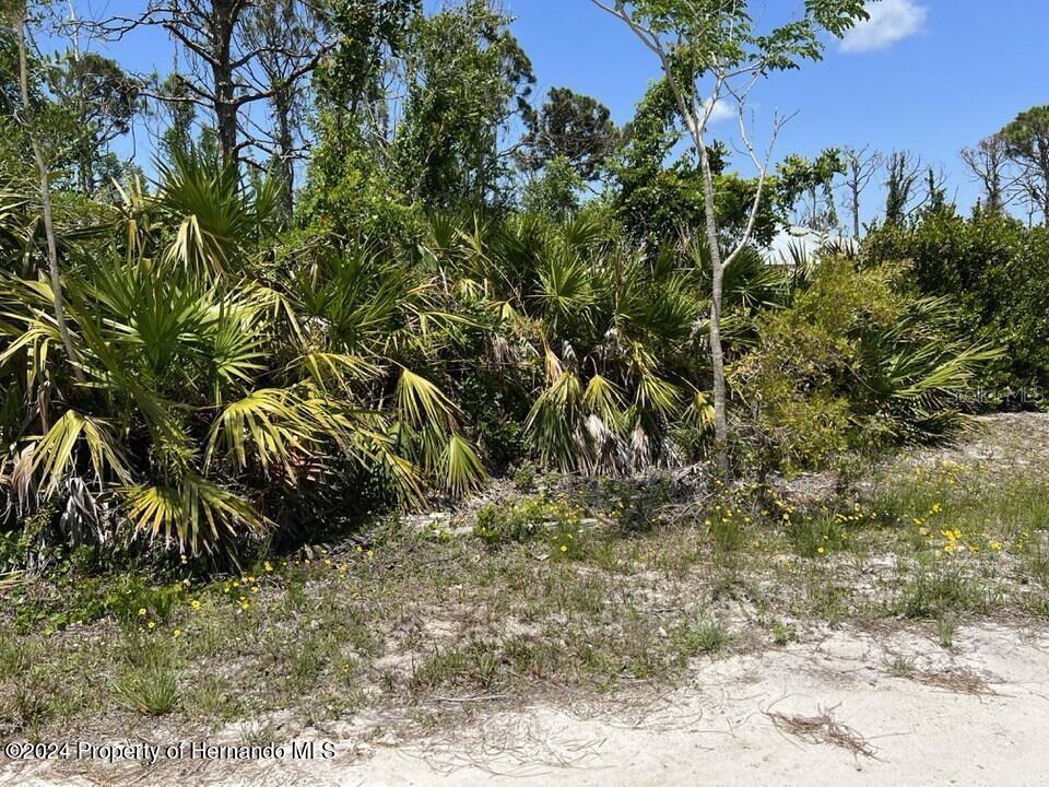 A dense thicket of saw palmettos and trees grows on a sandy, undeveloped residential lot — 3714 MYERS LANE, ST JAMES CITY, FL