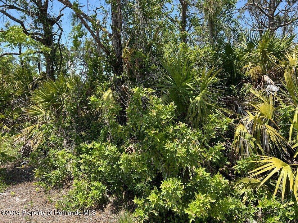 A dense thicket of Florida vegetation includes saw palmettos, shrubs, and tall pine trees — 3714 MYERS LANE, ST JAMES CITY, FL